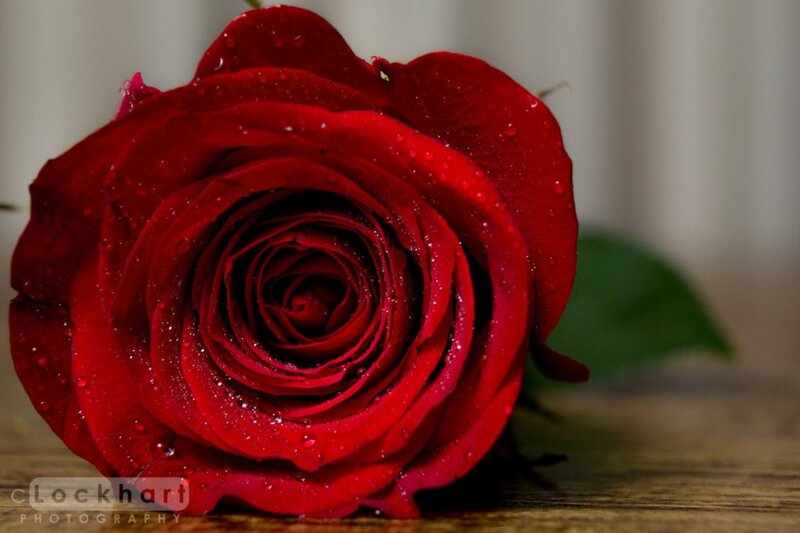 Red Rose with Water Droplets — Calm, Photograph, Wooden Surface