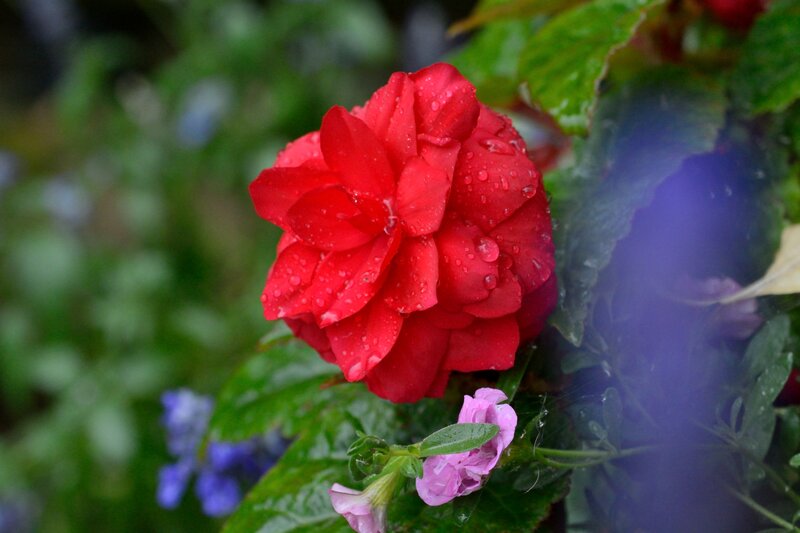Red Rose with Water Droplets — Calm, Spring, Photograph