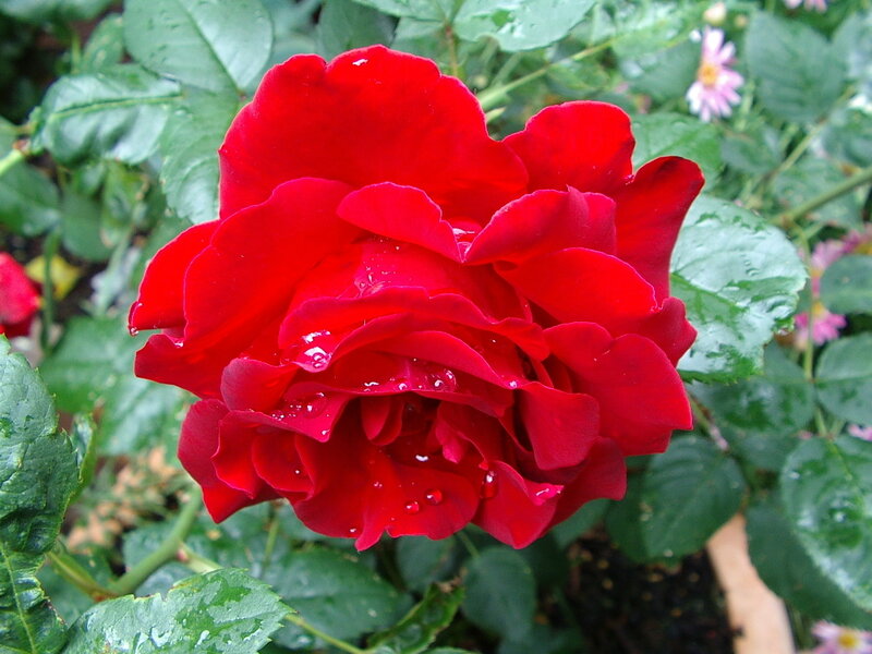 Red Rose with Water Droplets — Calm, Spring
