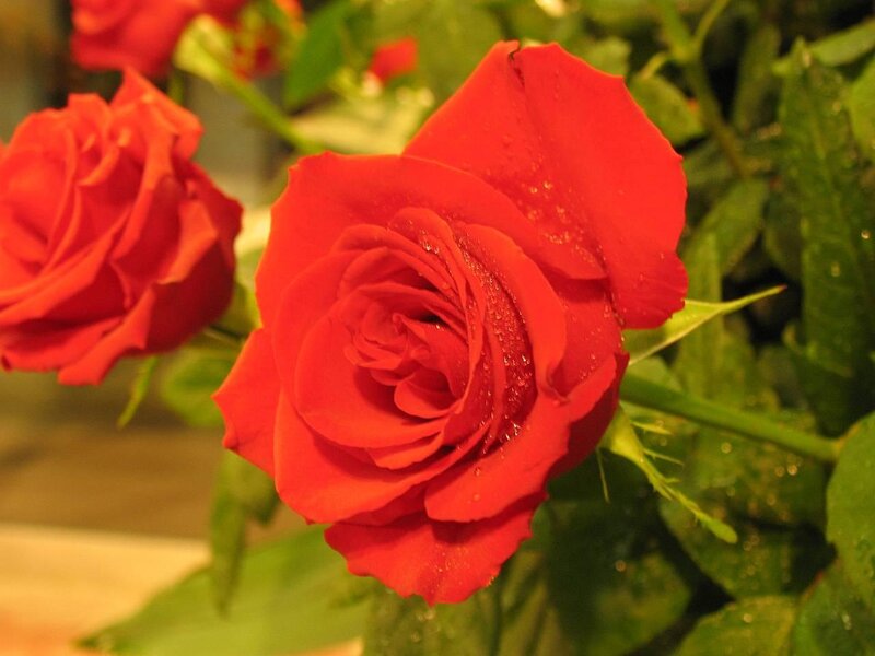 Red Rose with Water Droplets — Calm