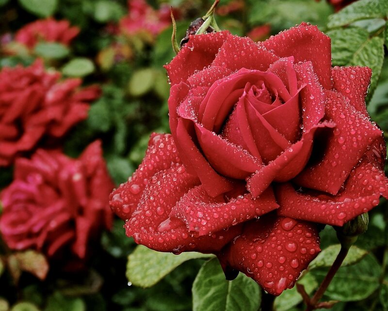 Red Rose with Water Droplets — Damp, Photograph, Green Leaves