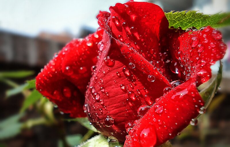 Red Rose with Water Droplets — Damp, Photograph