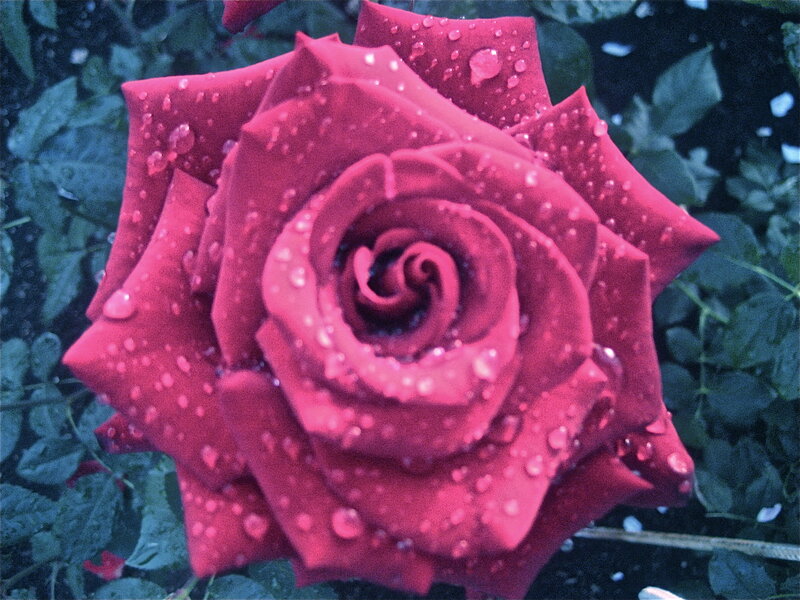 Red Rose with Water Droplets — Damp
