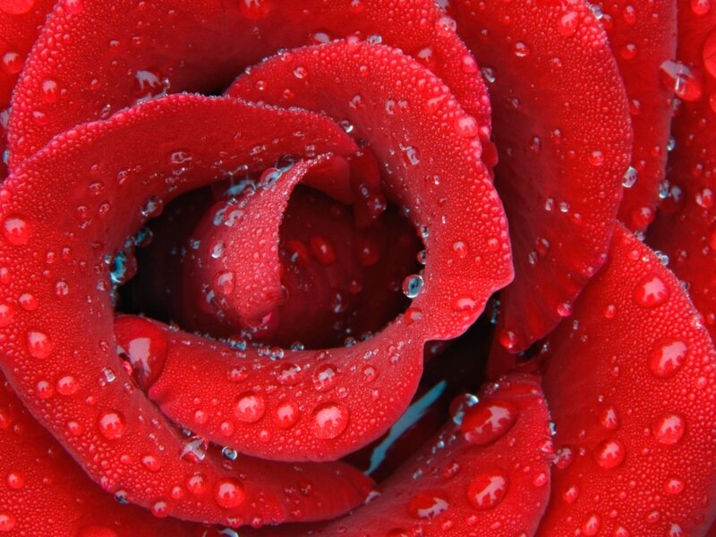 Red Rose with Water Droplets — Detailed, Photograph