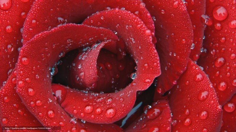 Red Rose with Water Droplets — Detailed, Photograph, Water Droplets