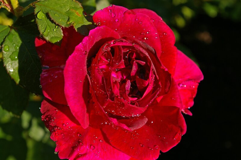 Red Rose with Water Droplets — Dramatic, Afternoon, Photograph, Leaf