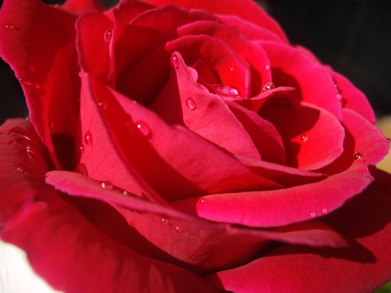 Red Rose with Water Droplets — Dramatic, Afternoon, Photograph