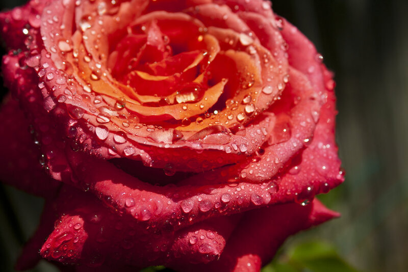 Red Rose with Water Droplets — Dramatic, Afternoon