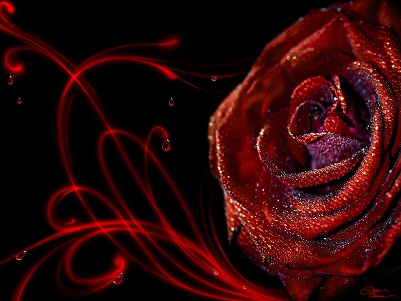 Red Rose with Water Droplets — Dramatic, Digital Art