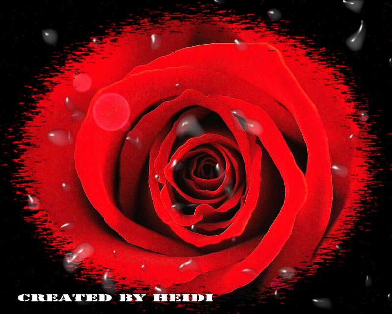 Red Rose with Water Droplets — Dramatic, Digital Art, Water Droplets, Black Background