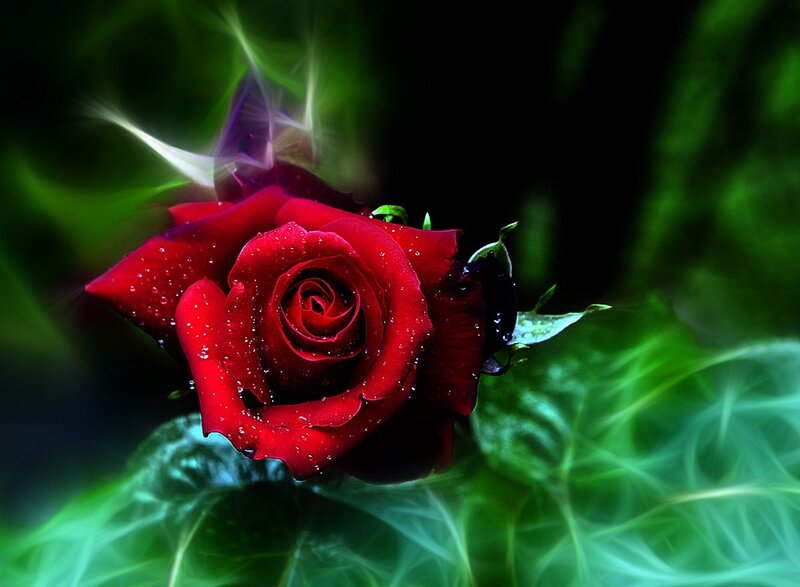 Red Rose with Water Droplets — Dramatic, Digital Art, Water Droplets, Green Leaves, Light Streaks