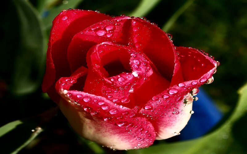 Red Rose with Water Droplets — Dramatic, Morning, Photograph