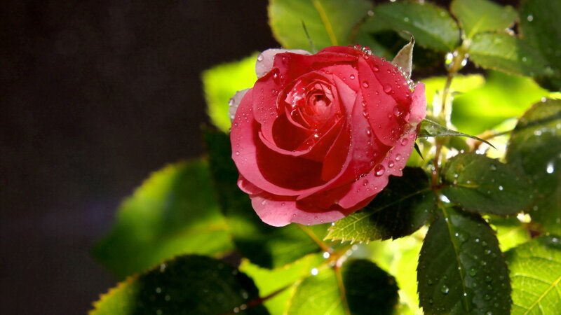 Red Rose with Water Droplets — Dramatic, Morning