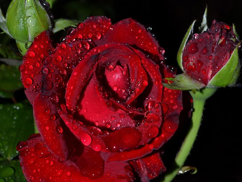 Red Rose with Water Droplets — Dramatic, Night, Photograph, Bud