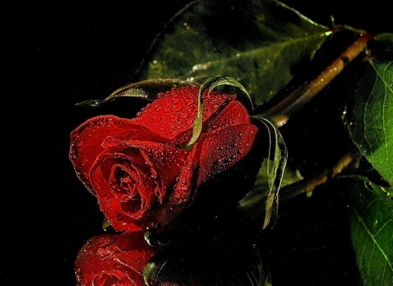 Red Rose with Water Droplets — Dramatic, Night, Photograph, Green Leaves, Stem
