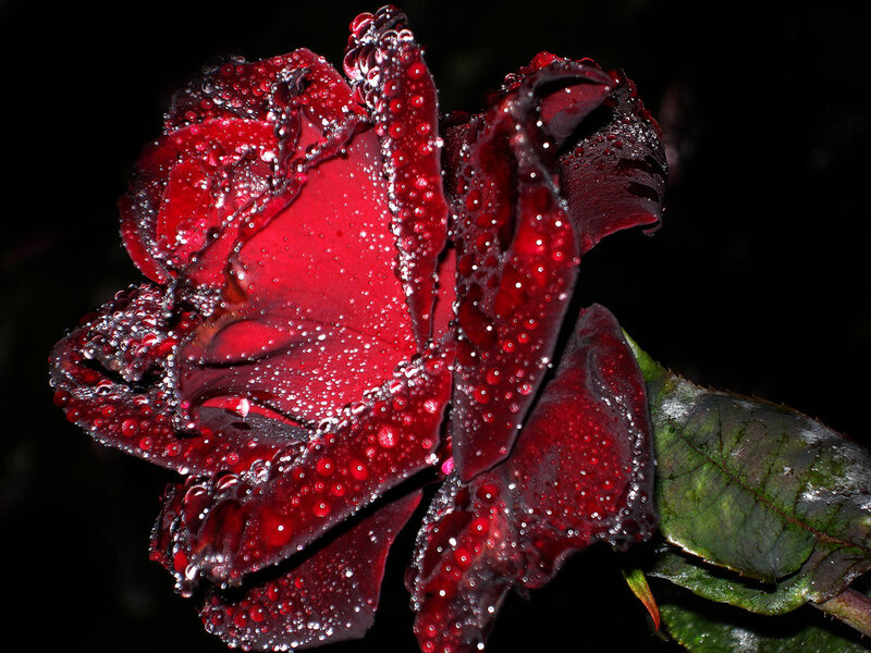 Red Rose with Water Droplets — Dramatic, Night, Photograph, Petals