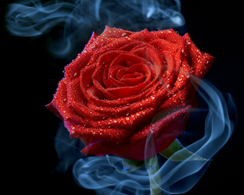 Red Rose with Water Droplets — Dramatic, Night, Photograph, Smoke