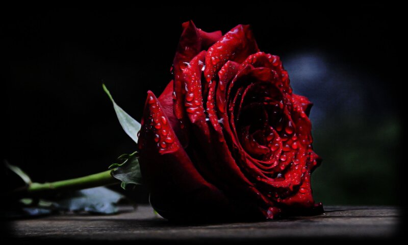 Red Rose with Water Droplets — Dramatic, Night, Photograph, Stem, Leaf