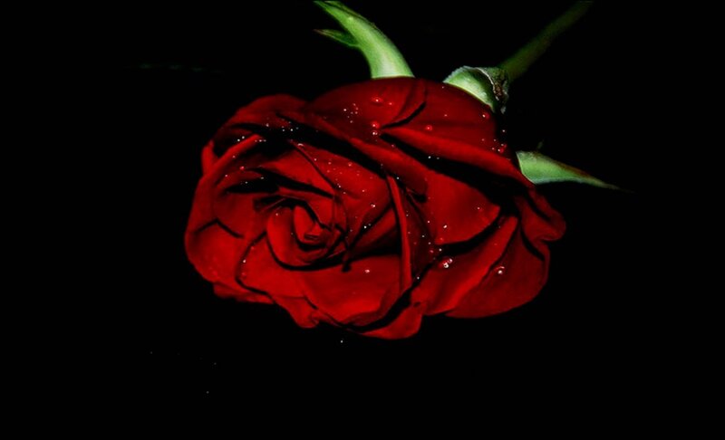Red Rose with Water Droplets — Dramatic, Night, Photograph, Stem, Petals