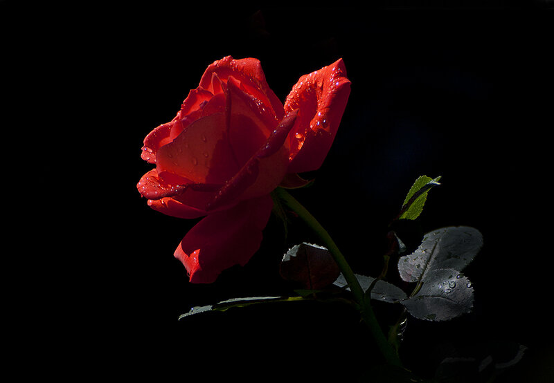 Red Rose with Water Droplets — Dramatic, Night, Photograph, Stem