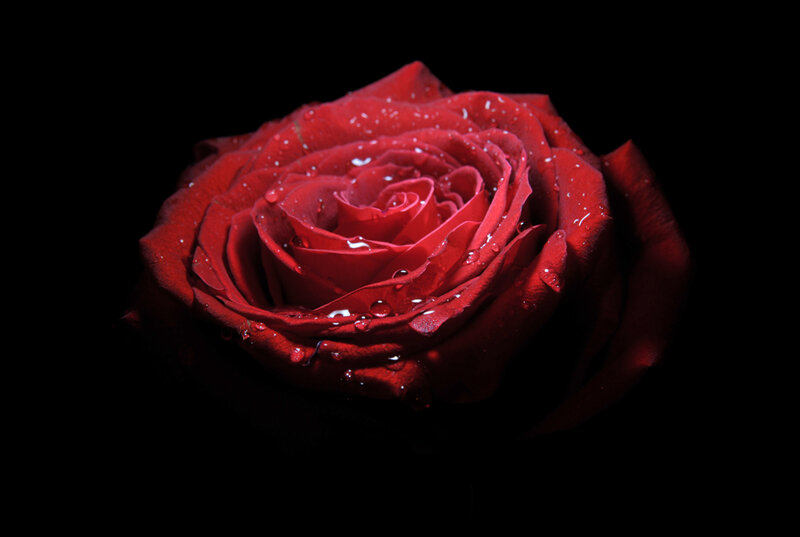 Red Rose with Water Droplets — Dramatic, Night, Photograph