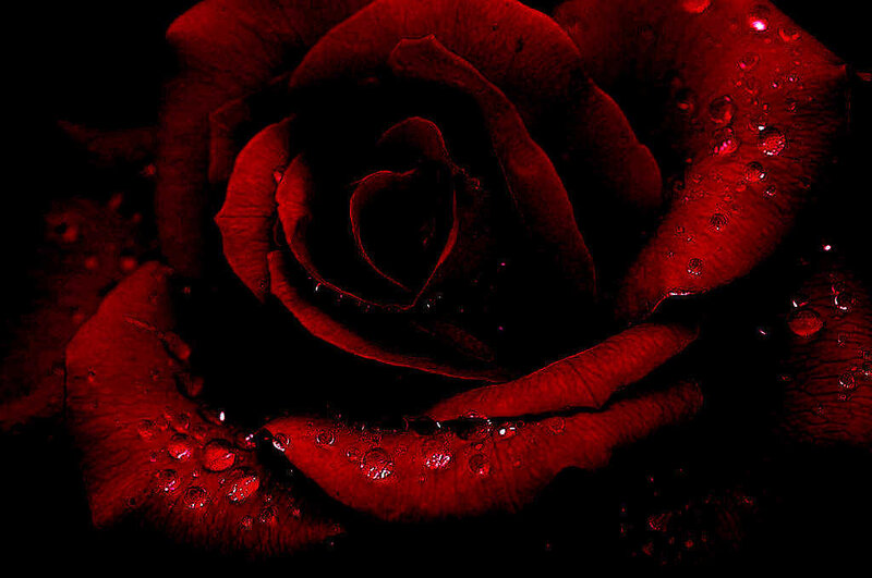 Red Rose with Water Droplets — Dramatic, Night, Photograph, Water Droplets, Black