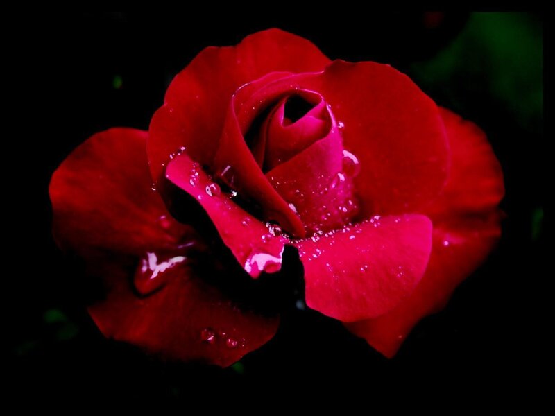 Red Rose with Water Droplets — Dramatic, Night, Photograph, Water Droplets, Dark Background, Black