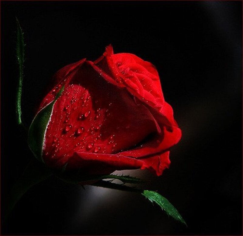 Red Rose with Water Droplets — Dramatic, Night, Photograph, Water Droplets, Green Leaf, Stem