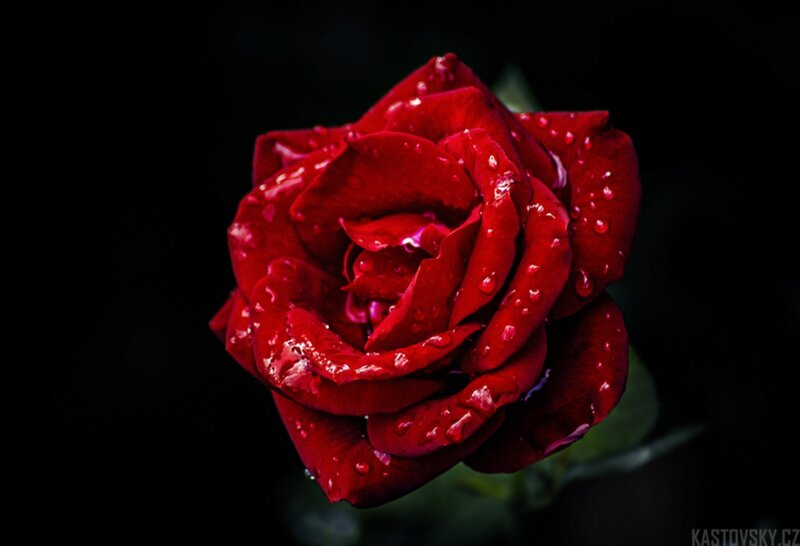Red Rose with Water Droplets — Dramatic, Night, Photograph, Water Droplets, Green Leaf