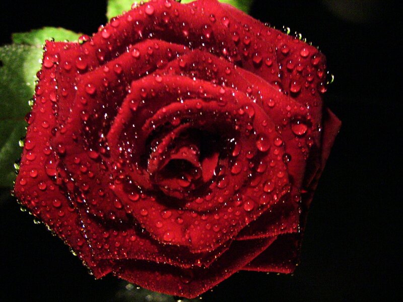 Red Rose with Water Droplets — Dramatic, Night, Photograph, Water Droplets, Green Leaves, Black