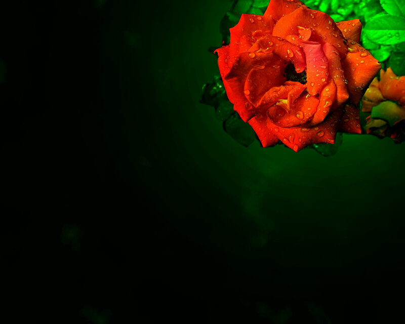 Red Rose with Water Droplets — Dramatic, Night, Photograph, Water Droplets, Green Leaves