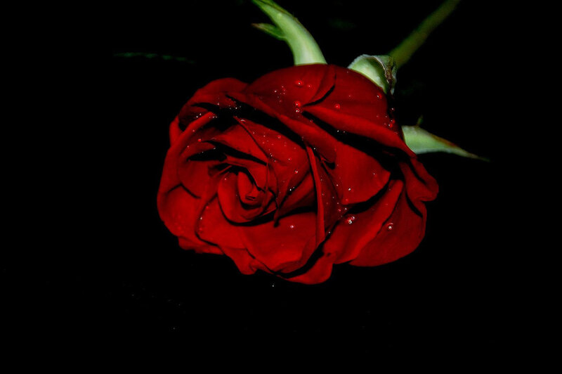 Red Rose with Water Droplets — Dramatic, Night, Photograph, Water Droplets, Green Stem