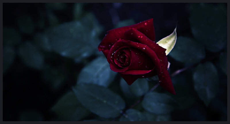 Red Rose with Water Droplets — Dramatic, Night, Photograph, Water Droplets, Leaves, Bud