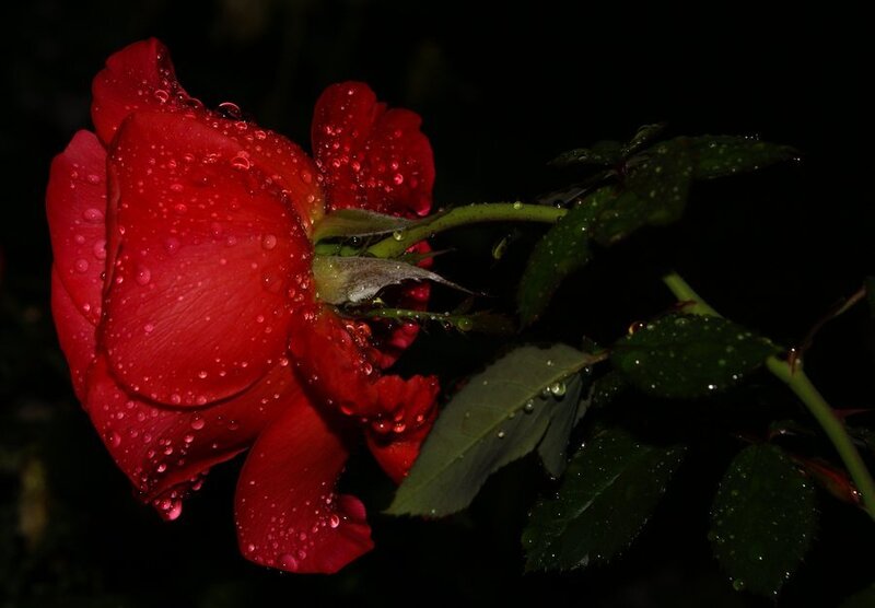 Red Rose with Water Droplets — Dramatic, Night, Photograph, Water Droplets, Leaves