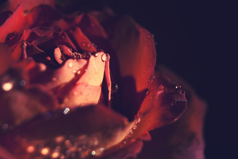 Red Rose with Water Droplets — Dramatic, Night, Photograph, Water Droplets, Petals, Black