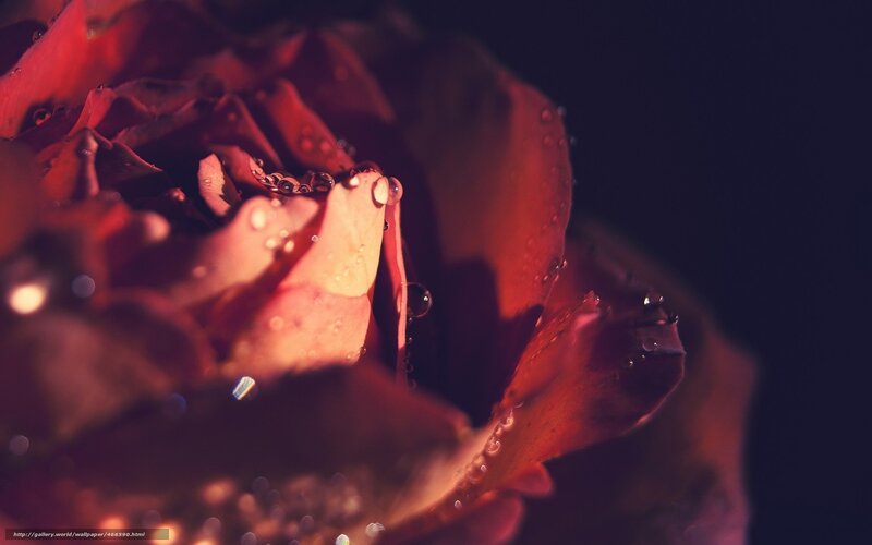 Red Rose with Water Droplets — Dramatic, Night, Photograph, Water Droplets, Petals