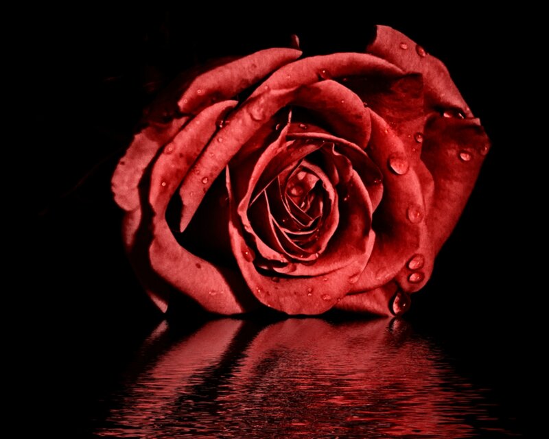 Red Rose with Water Droplets — Dramatic, Night, Photograph, Water Droplets, Reflection