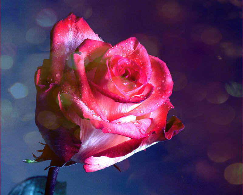 Red Rose with Water Droplets — Dramatic, Night, Photograph, Water Droplets, Stem, Bokeh