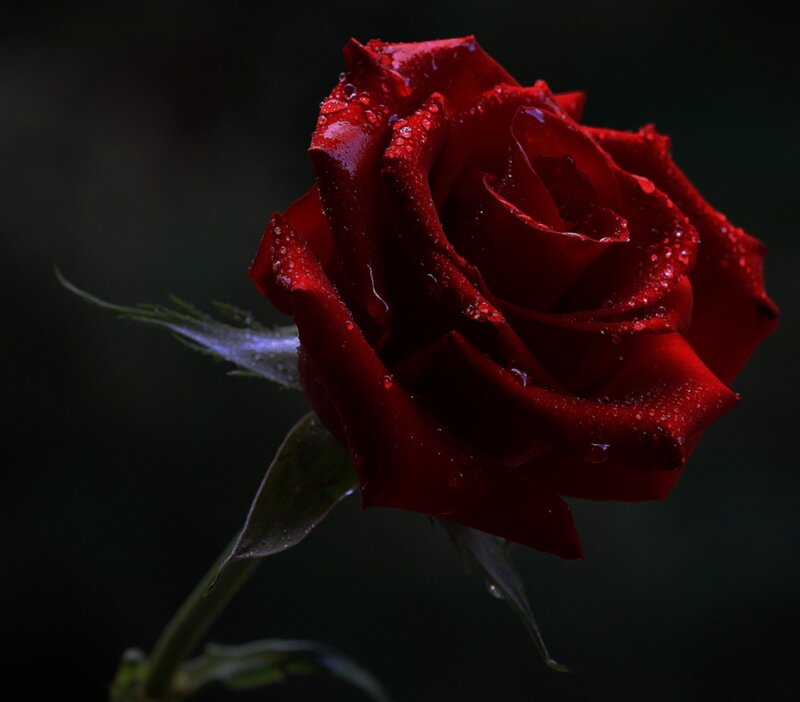 Red Rose with Water Droplets — Dramatic, Night, Photograph, Water Droplets, Stem, Leaf