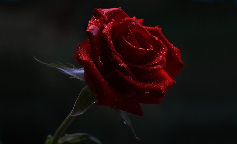 Red Rose with Water Droplets — Dramatic, Night, Photograph, Water Droplets, Stem
