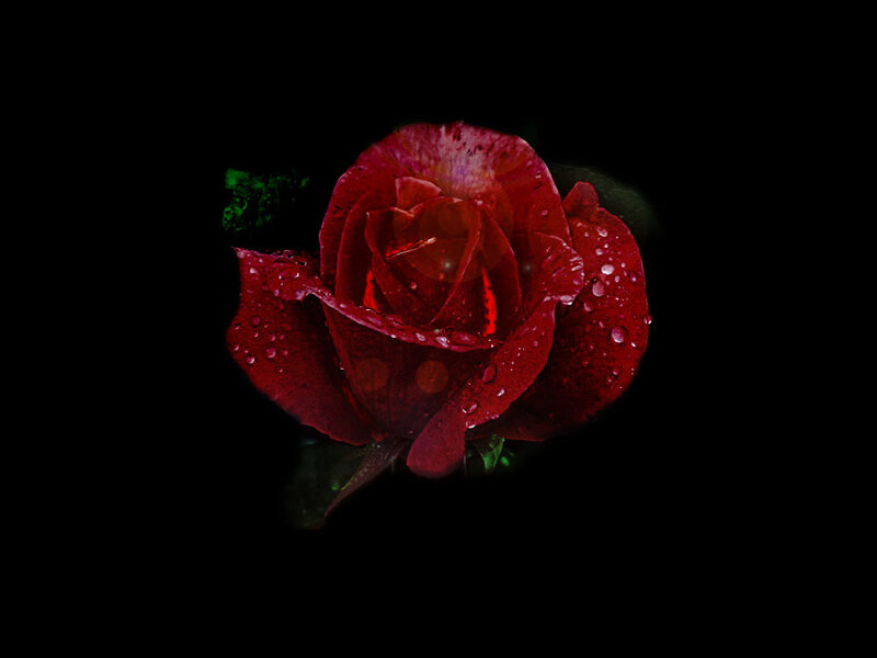 Red Rose with Water Droplets — Dramatic, Night, Photograph, Water Droplets