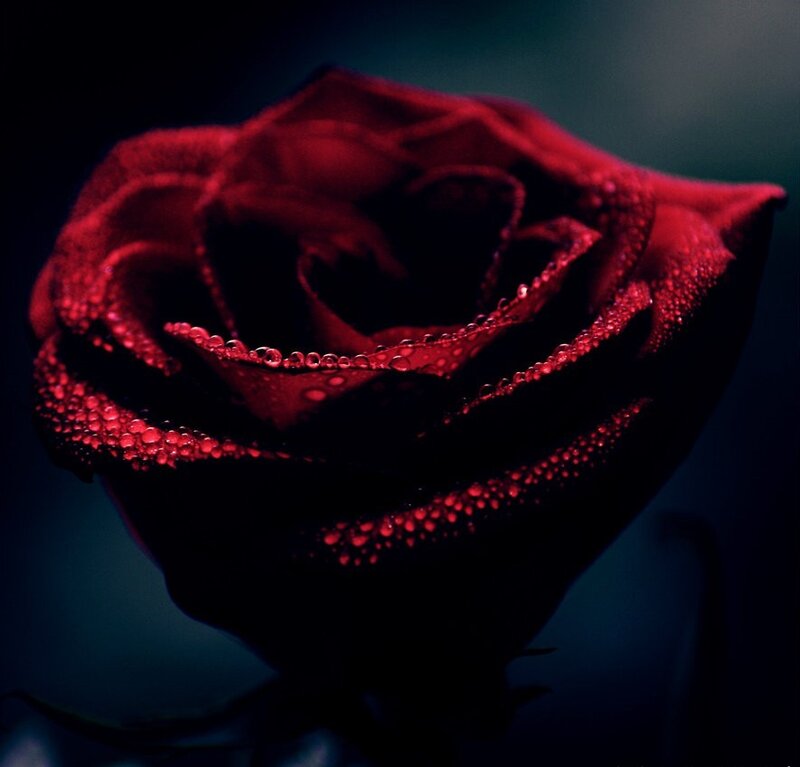 Red Rose with Water Droplets — Dramatic, Night