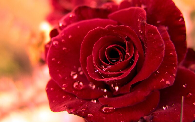 Red Rose with Water Droplets — Dramatic, Orange