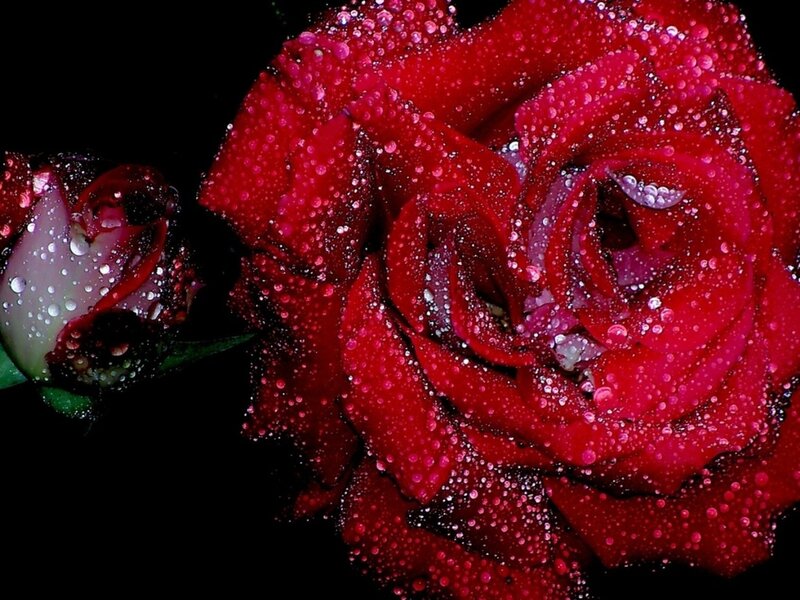 Red Rose with Water Droplets — Dramatic, Photograph, Bud, Petals