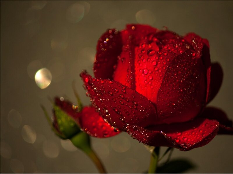 Red Rose with Water Droplets — Dramatic, Photograph, Bud, Stem