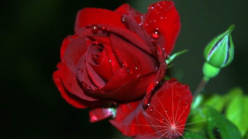 Red Rose with Water Droplets — Dramatic, Photograph, Bud