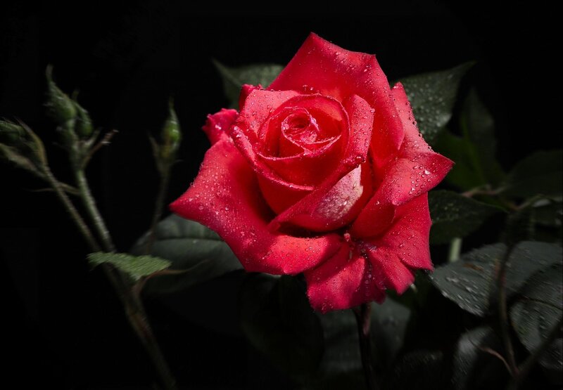 Red Rose with Water Droplets — Dramatic, Photograph, Buds, Leaves