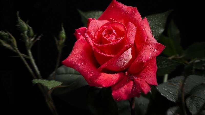 Red Rose with Water Droplets — Dramatic, Photograph, Buds