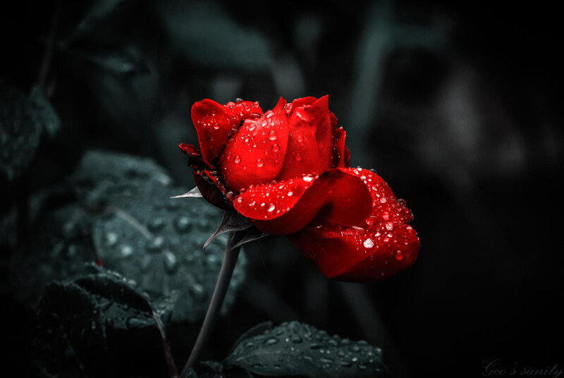 Red Rose with Water Droplets — Dramatic, Photograph, Flower, Leaf