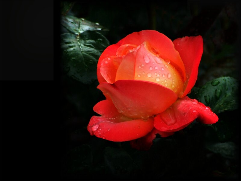 Red Rose with Water Droplets — Dramatic, Photograph, Flower, Leaves